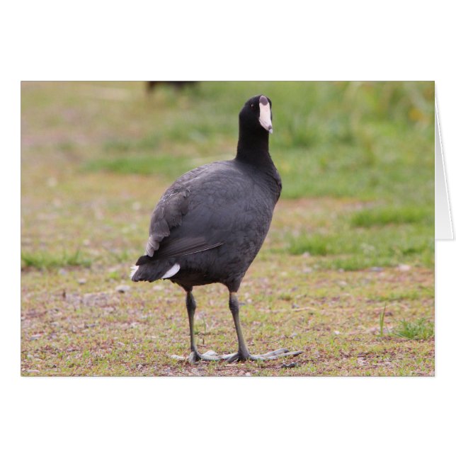American Coot (Voorkant Horizontaal)