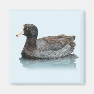 American Coot Magnet Magneet