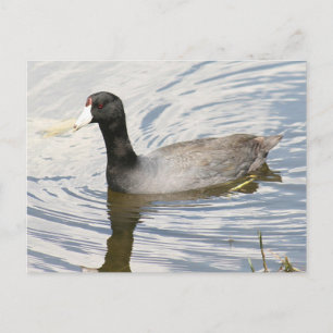American Coot Photo Briefkaart