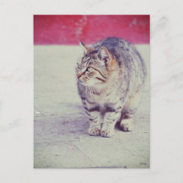 American Curl Cat Venice Italië Europa Briefkaart