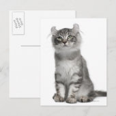 American Curl Kitten (3 maanden oud) Briefkaart (Voorkant / Achterkant)