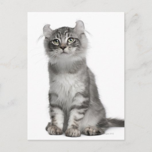 American Curl Kitten (3 maanden oud) Briefkaart (Voorkant)