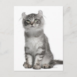 American Curl Kitten (3 maanden oud) Briefkaart