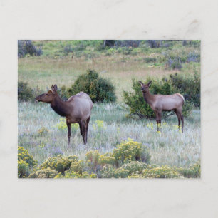 American Elk   Colorado Briefkaart