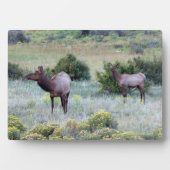 American Elk | Colorado Fotoplaat (voorkant)