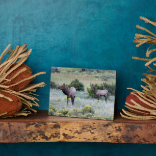 American Elk   Colorado Fotoplaat