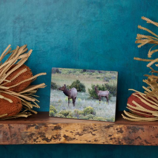 American Elk | Colorado Fotoplaat (Zijkant)