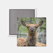 American Elk Magnet Magneet (Voorkant / Achterkant)