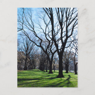 American Elm Trees Briefkaart