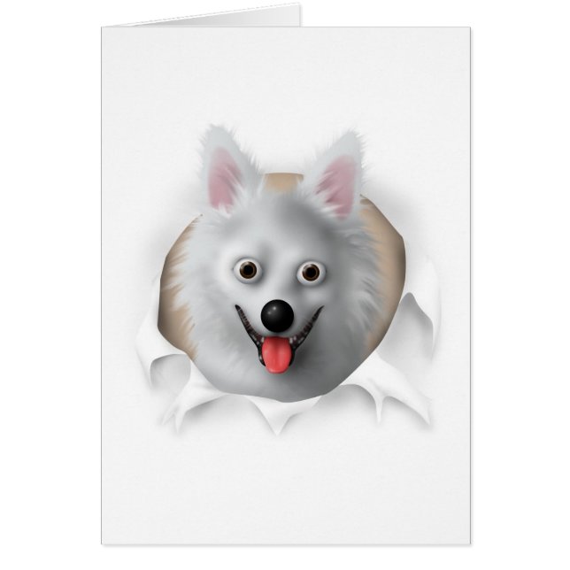 American Eskimo Busting Out (Voorkant)