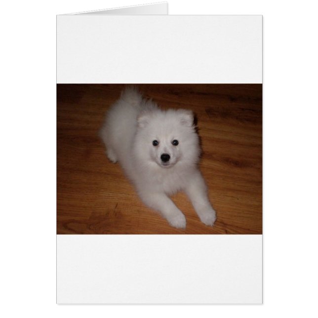 American_Eskimo_Dog_puppy (Devant)
