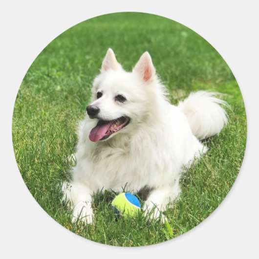 American Eskimo - Stickers Enveloppe (Devant)