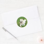 American Eskimo - Stickers Enveloppe (Enveloppe)