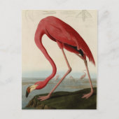 American Flamingo Briefkaart (Voorkant)