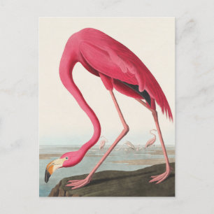 American Flamingo John Audubon Briefkaart