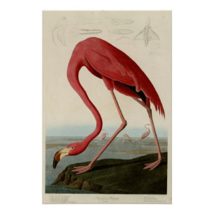 American Flamingo Perfect Poster
