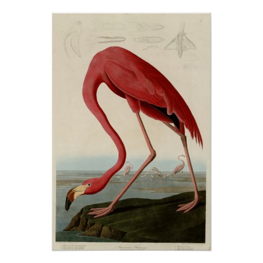 American Flamingo Perfect Poster (Voorkant)