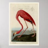 American Flamingo Poster (Voorkant)