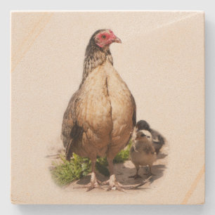 American Game Hen and Baby Chickens Stenen Onderzetter