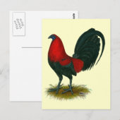 American Gamecock:  Bruin Rood Briefkaart (Voorkant / Achterkant)
