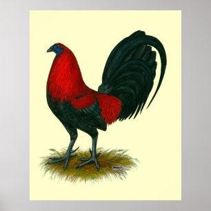 American Gamecock: Bruin Rood Poster