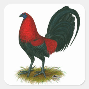 American Gamecock: Bruin Rood Vierkante Sticker
