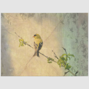 American Gold Finch Bird on Branch Tissue Paper Tissuepapier