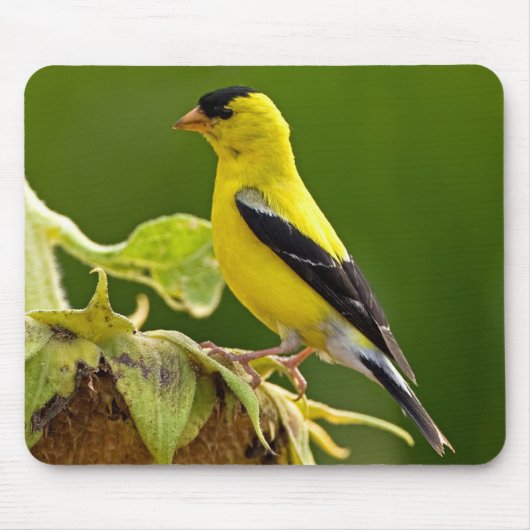 American Gold Finch Muismat (Voorkant)