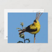 American Goldfinch Briefkaart (Voorkant / Achterkant)