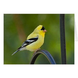 American Goldfinch - Carte Art Cadre