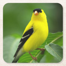 American Goldfinch Drink Onderzetter