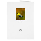 American Goldfinch - Photo originale (Dos)