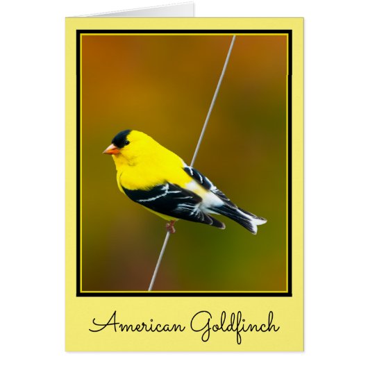 American Goldfinch - Photo originale (Devant)