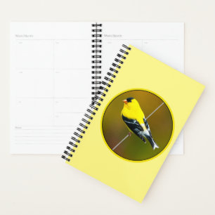 American Goldfinch - Photo originale