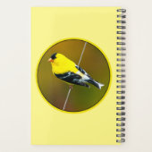 American Goldfinch - Photo originale (Dos)