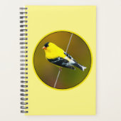 American Goldfinch - Photo originale (Devant)