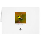 American Goldfinch - Photo originale (Dos Horizontal)