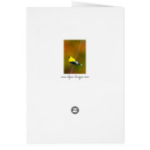 American Goldfinch - Photo originale (Dos)