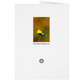 American Goldfinch - Photo originale (Dos)