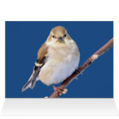 American Goldfinch vous regarde (Intérieur Horizontal (Haut))