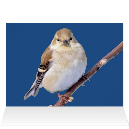 American Goldfinch vous regarde (Intérieur Horizontal (Haut))