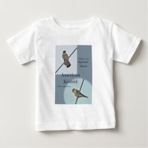 American Kestrel (Falco sparverius) Objecten