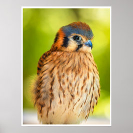 American Kestrel Falcon Portrait Wildlife Print