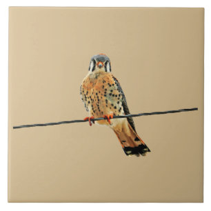 American Kestrel Falcon Tegeltje