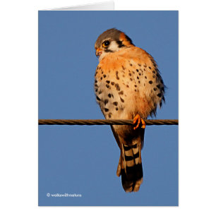 American Kestrel Hawk op een draad