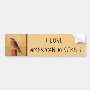 American Kestrel Painting - Original Bird Art Bumpersticker