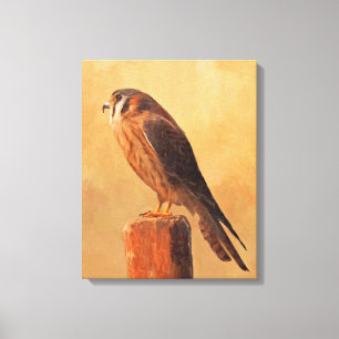 American Kestrel Painting - Original Bird Art Canvas Afdruk