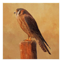American Kestrel Painting - Original Bird Art