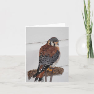 American Kestrel Photo Folded Note Kaart