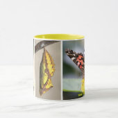 American Painly Butterfly Lifecycle Coffee M Mok (Midden)